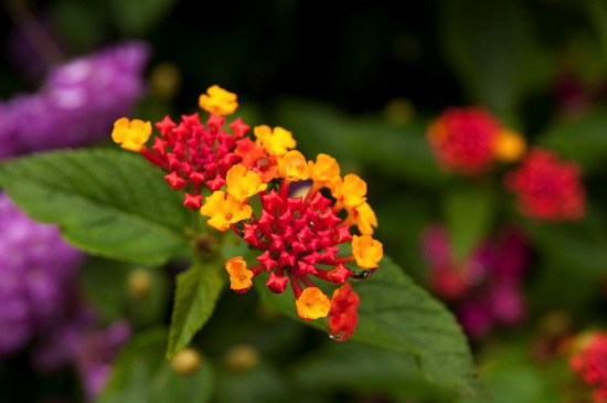 cilaosfleur Souvenirs de lîle de Bourbon