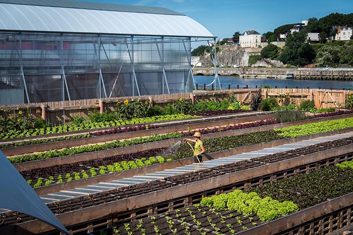 GREEN WISH – L’agriculture urbaine : initiatives et perspectives